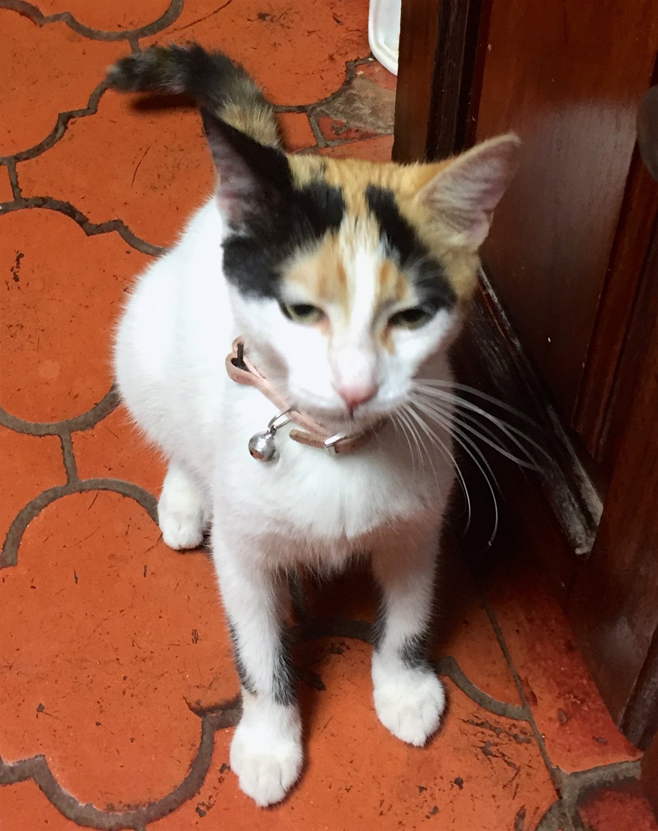 Cariari Bed & Breakfast-portrait