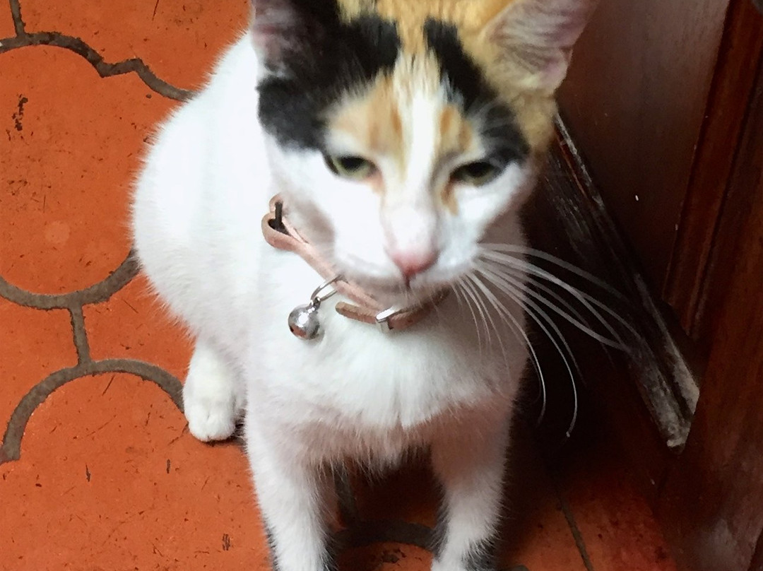 Cariari Bed & Breakfast主图