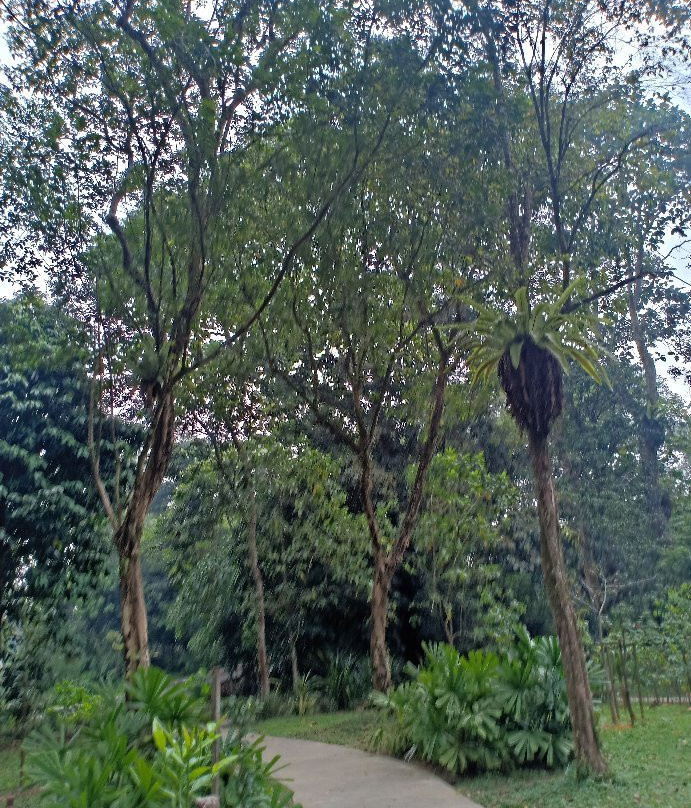 Taman Botani Perak景点图片