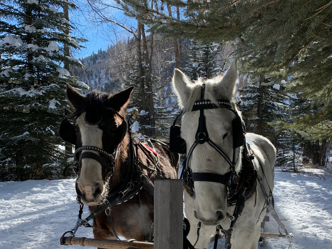Aspen Carriage and Sleigh Day Tours景点图片