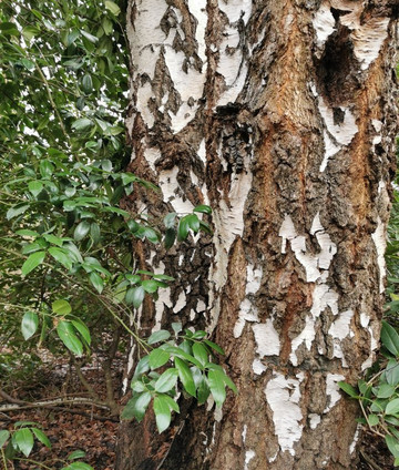 Forstbotanischer Garten-科隆必去景点