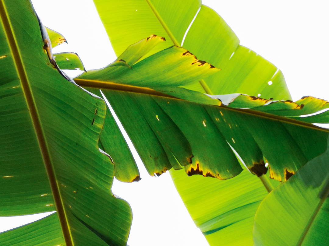 Finca Pinguino Farm-Canoa必去景点