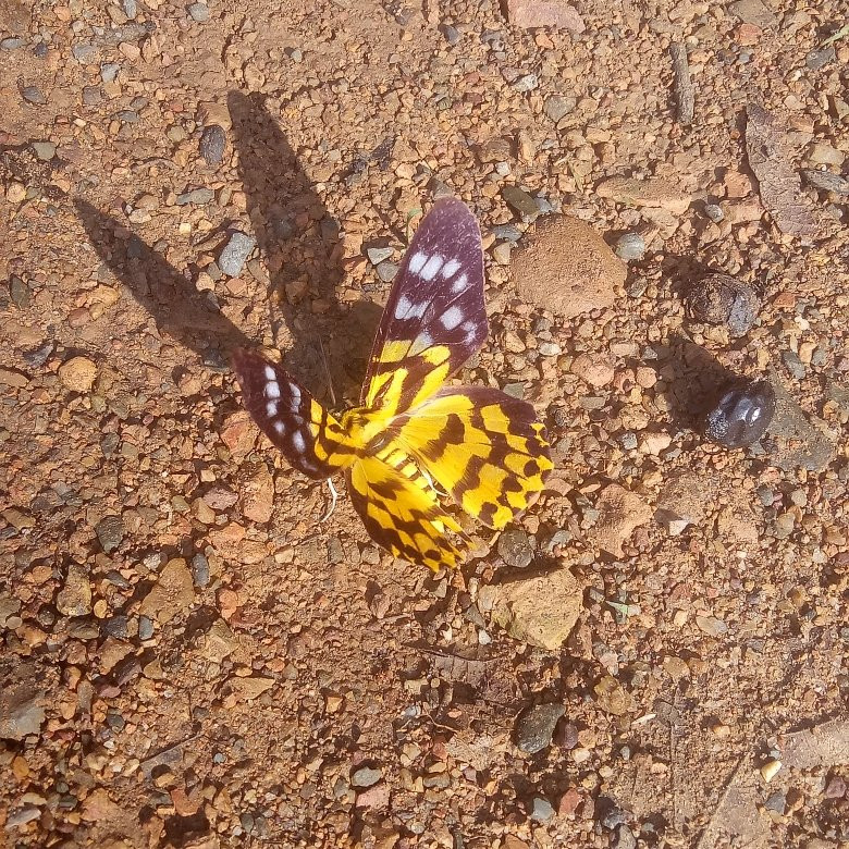 Kaeng Krachan National Park景点图片