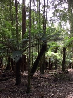 The Big Tree-Mawbanna必去景点