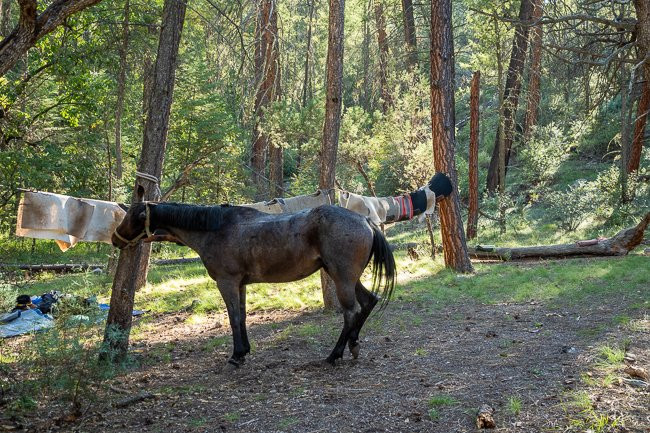 WolfHorse Outfitters Day Tours景点图片