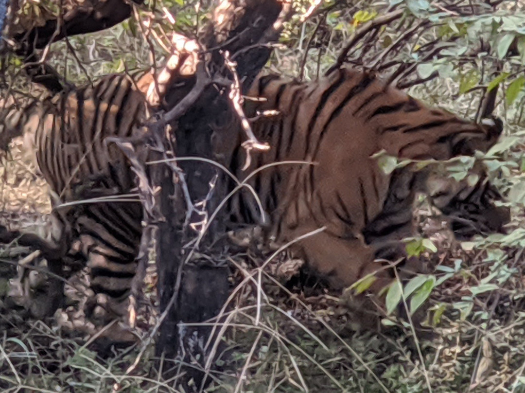 Soorwal酒店住宿-The Pugmark Resort