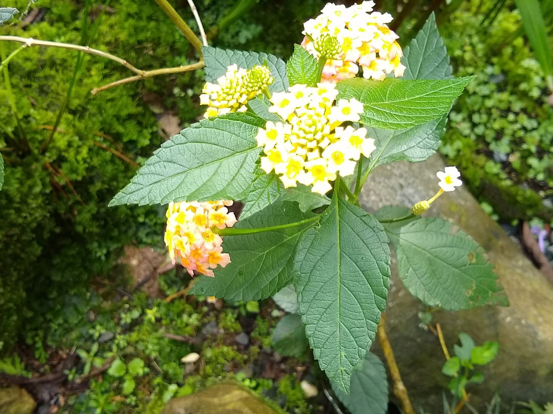 Bichacue Yath Arte & Naturaleza-卡利必去景点