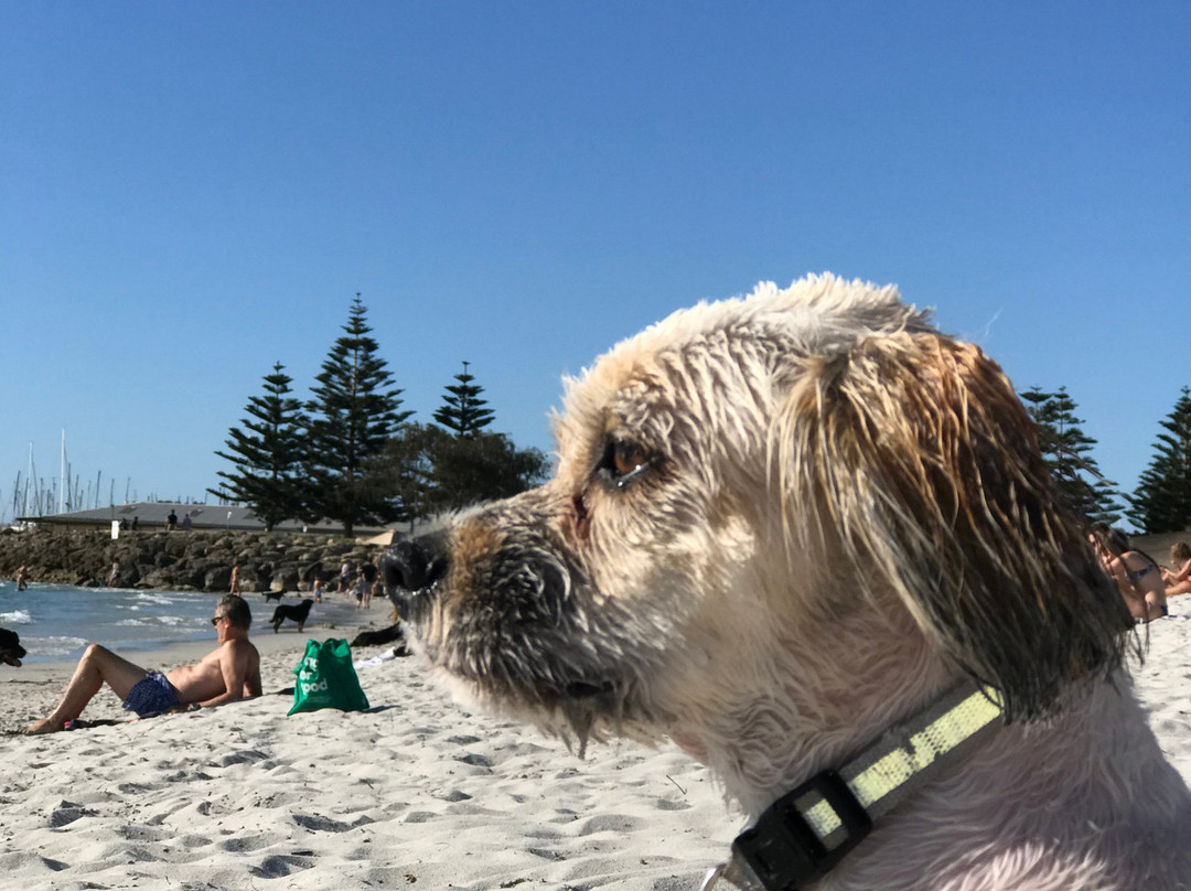 South Fremantle Dog Beach景点图片