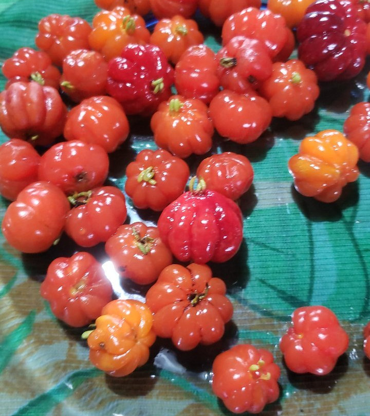 Manguinhos Beach-Sao Francisco De Itabapoana必去景点