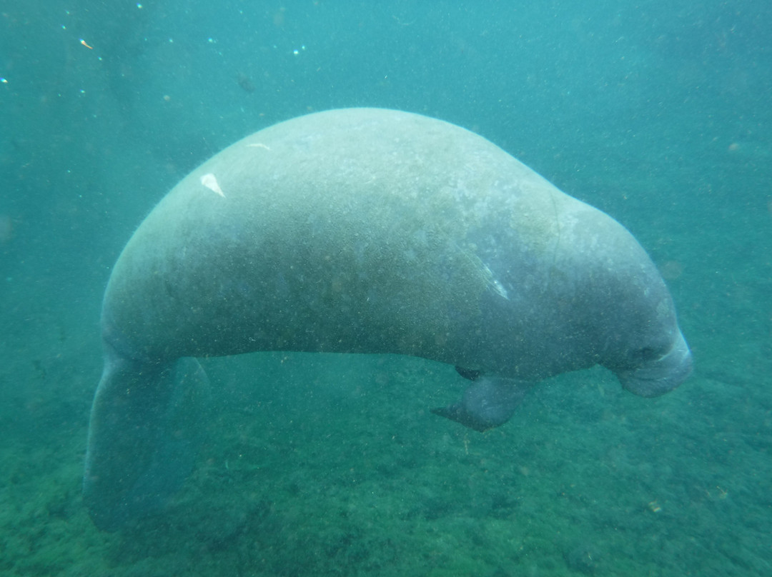 Majestic Manatee Tours - Day Tours-克里斯特尔里弗必去景点