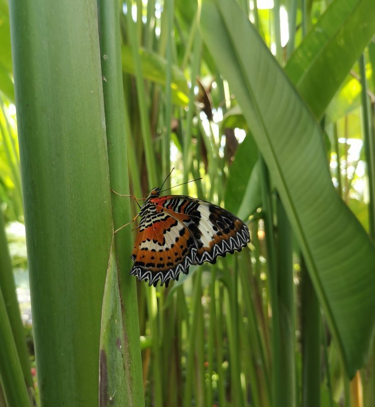 Kemenuh Butterfly Park景点图片