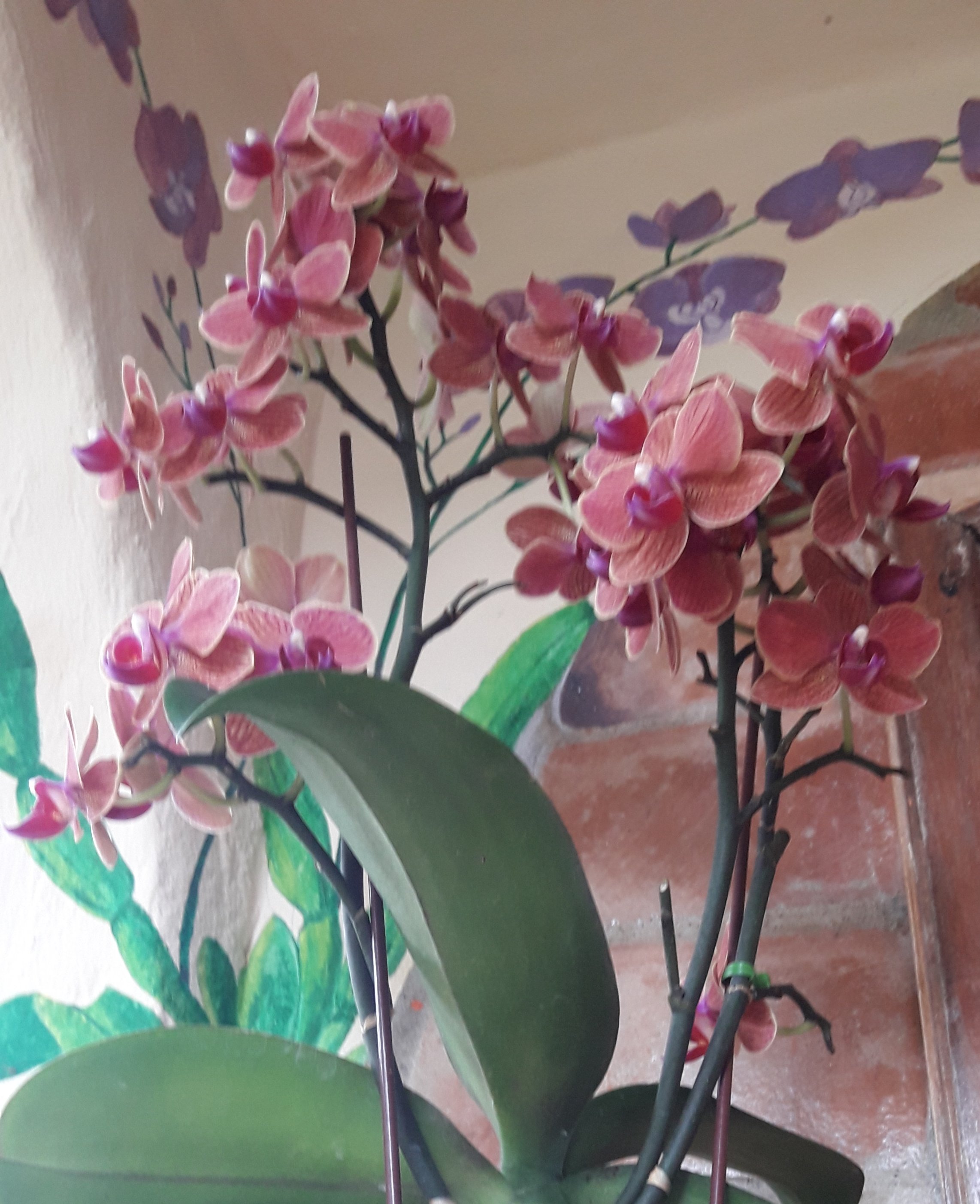 Hostal The Sea Garden House-官方
