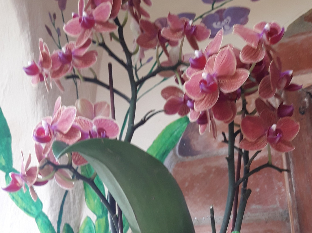 Hostal The Sea Garden House主图