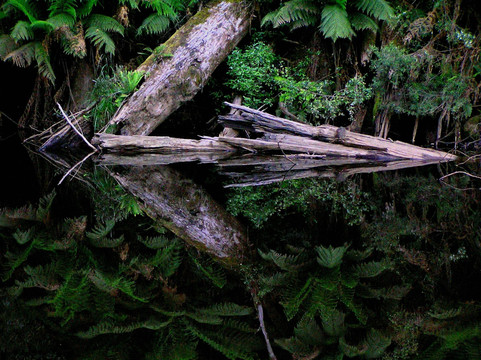 Wild Platypus (formerly All Things Wild At Burnie)-伯尼必去景点