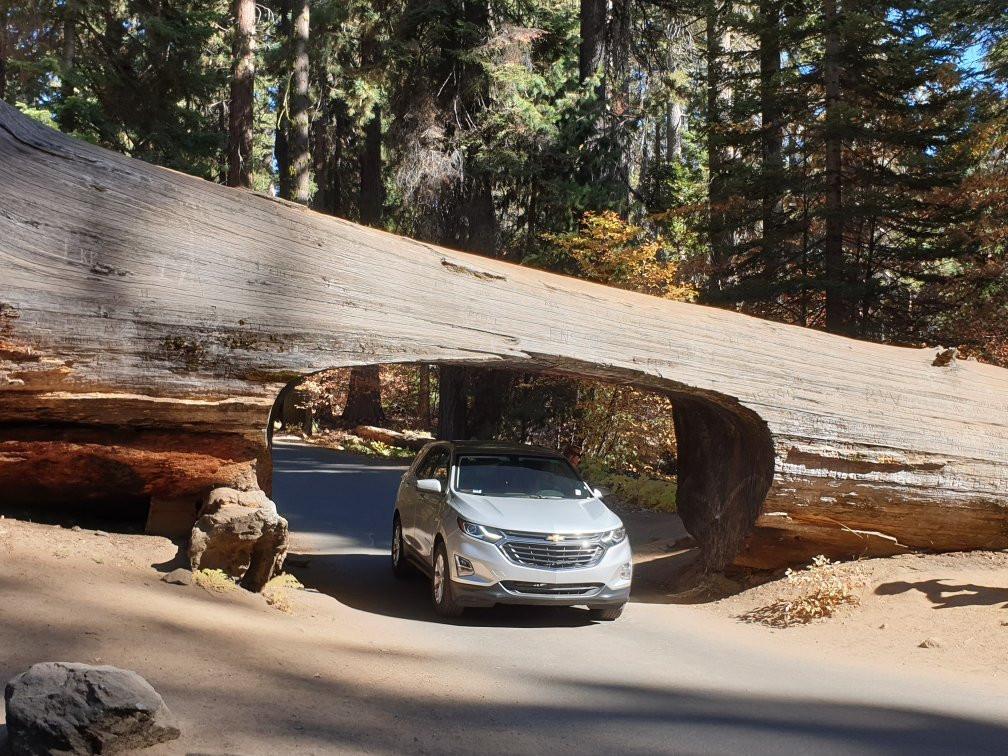 Tunnel Log-红杉&国王峡谷国家公园必去景点