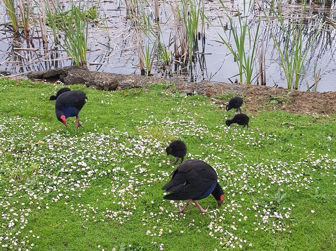 Hamilton Lake Domain-汉密尔顿必去景点