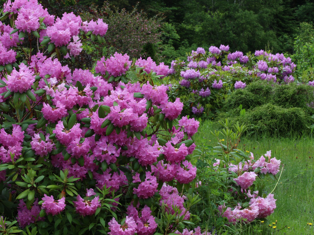 Tuach Garden & Arboretum景点图片