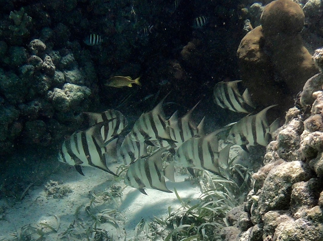 Diving Xcalak-Xcalak必去景点