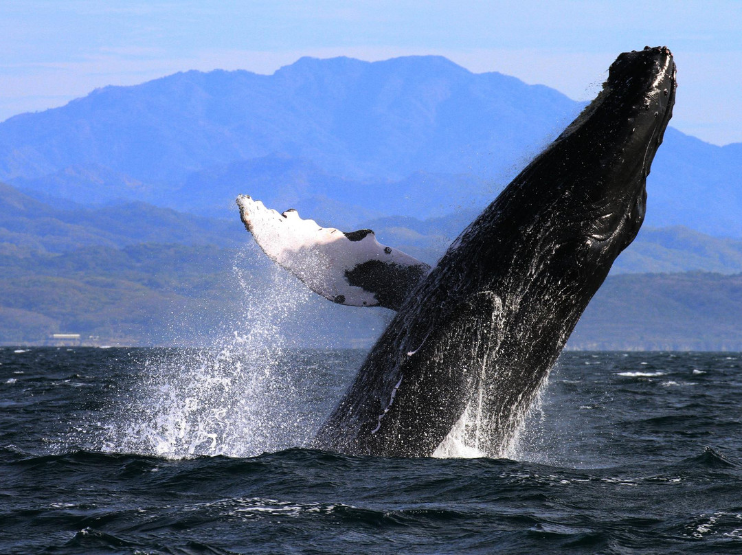 La Orca de Sayulita景点图片