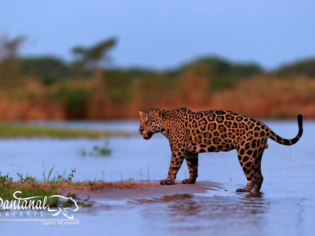 Pantanal Safaris景点图片