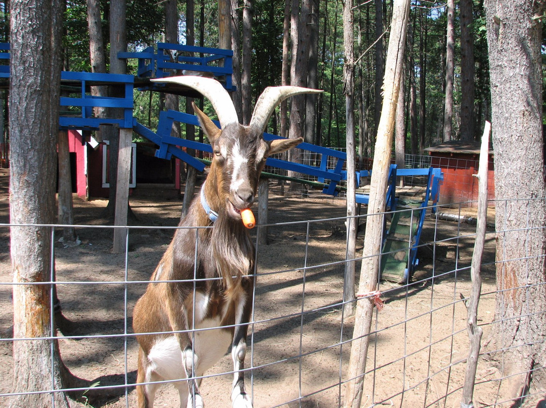 Pete's Petting Zoo-Baraga必去景点