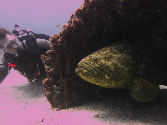 Scubatyme Scuba Charters-庞帕诺比奇必去景点