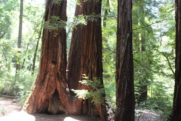 Sequoia Trail景点图片