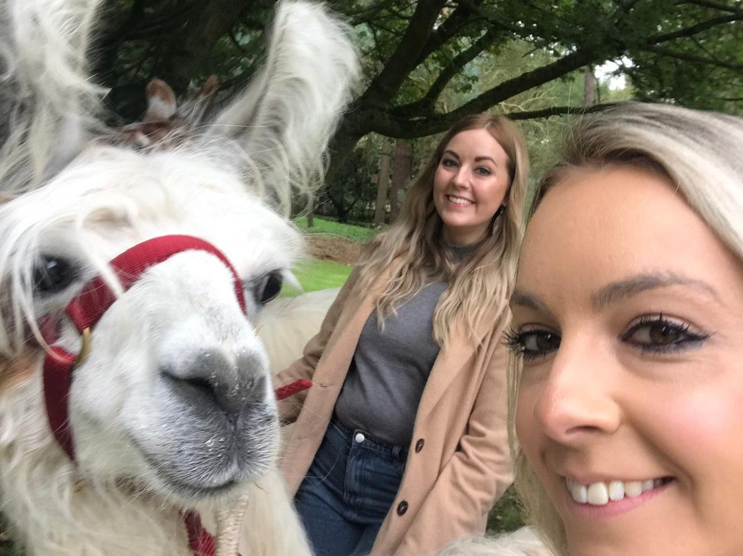Norfolk Llamas景点图片