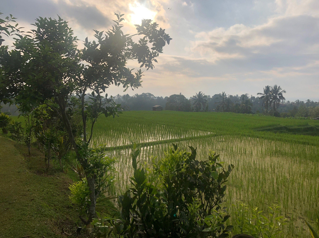 Kubu D’Ume Homestay主图