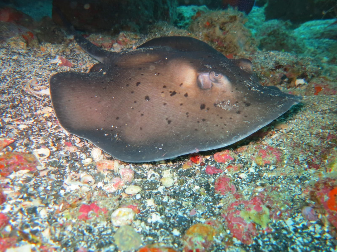 Haliotis Dive Center-明德卢必去景点