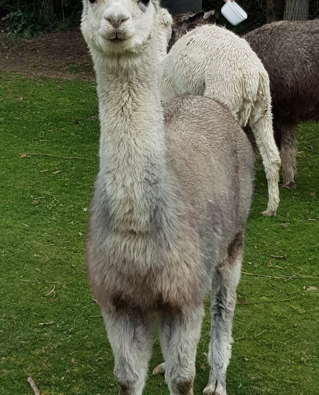 Windy Park Alpacas