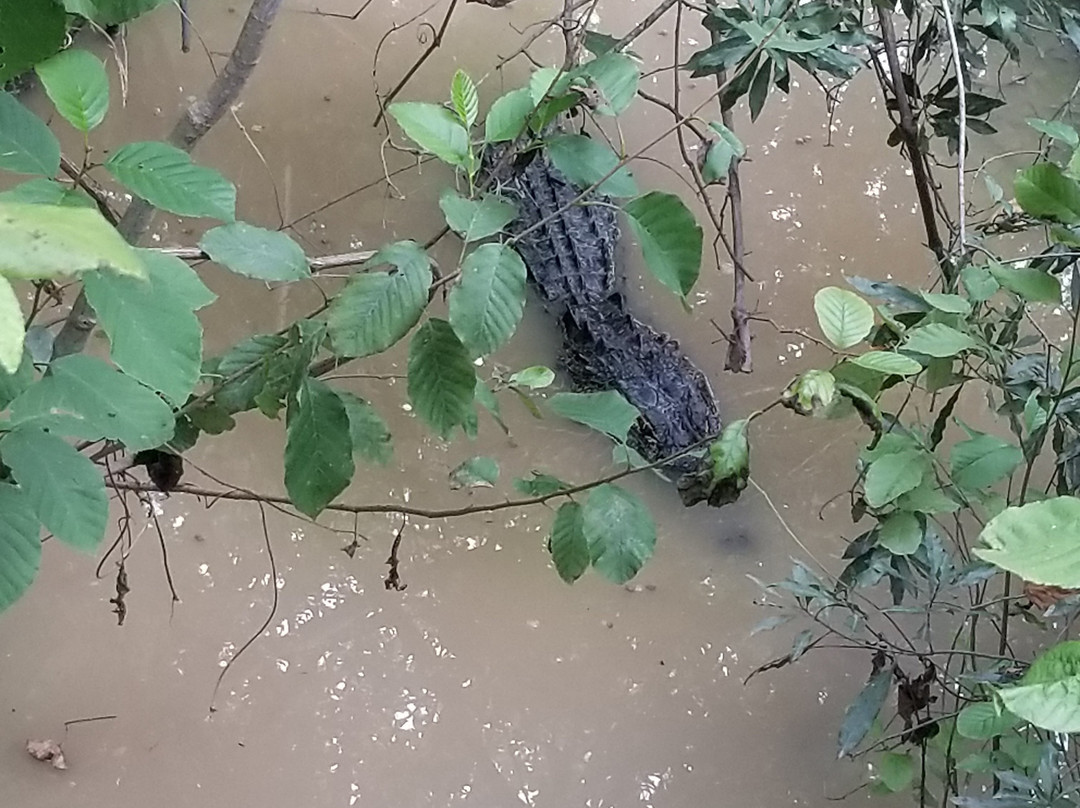 The Swamp Park景点图片