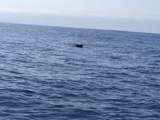 Oceansee-沙尔必去景点