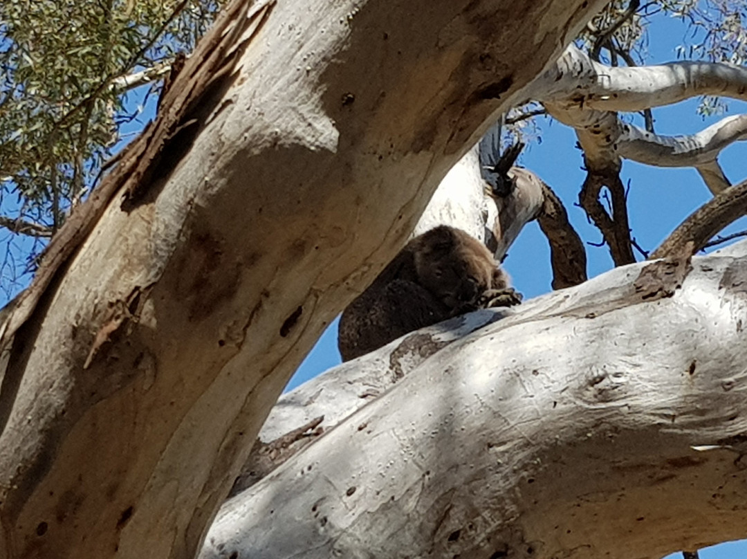 Koala Reserve景点图片