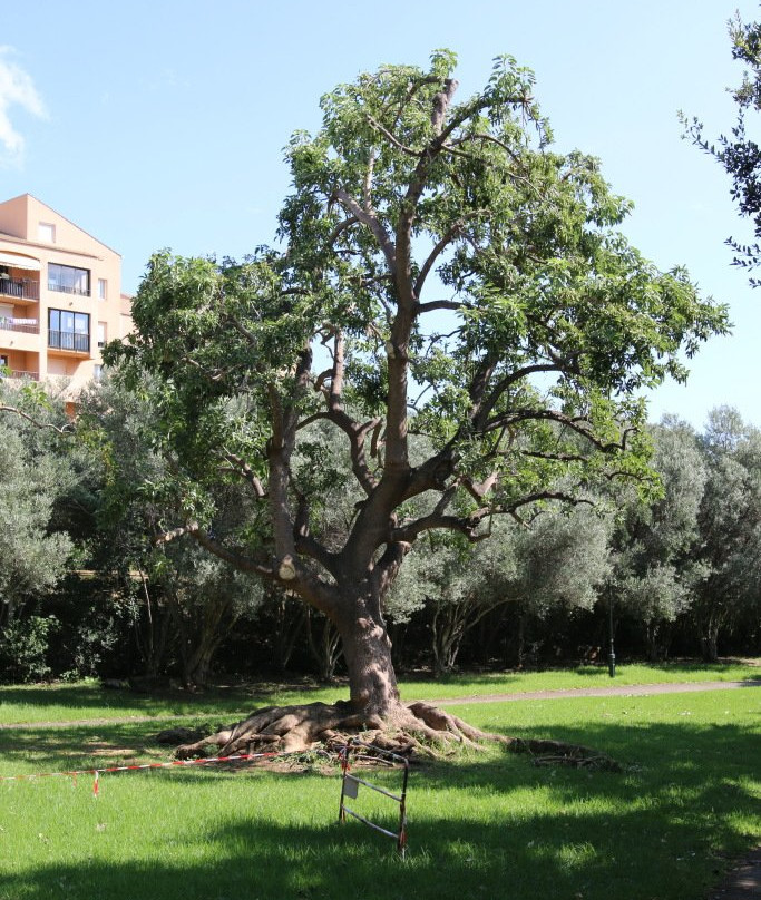 Jardins de l’Annonciade-Bastia必去景点