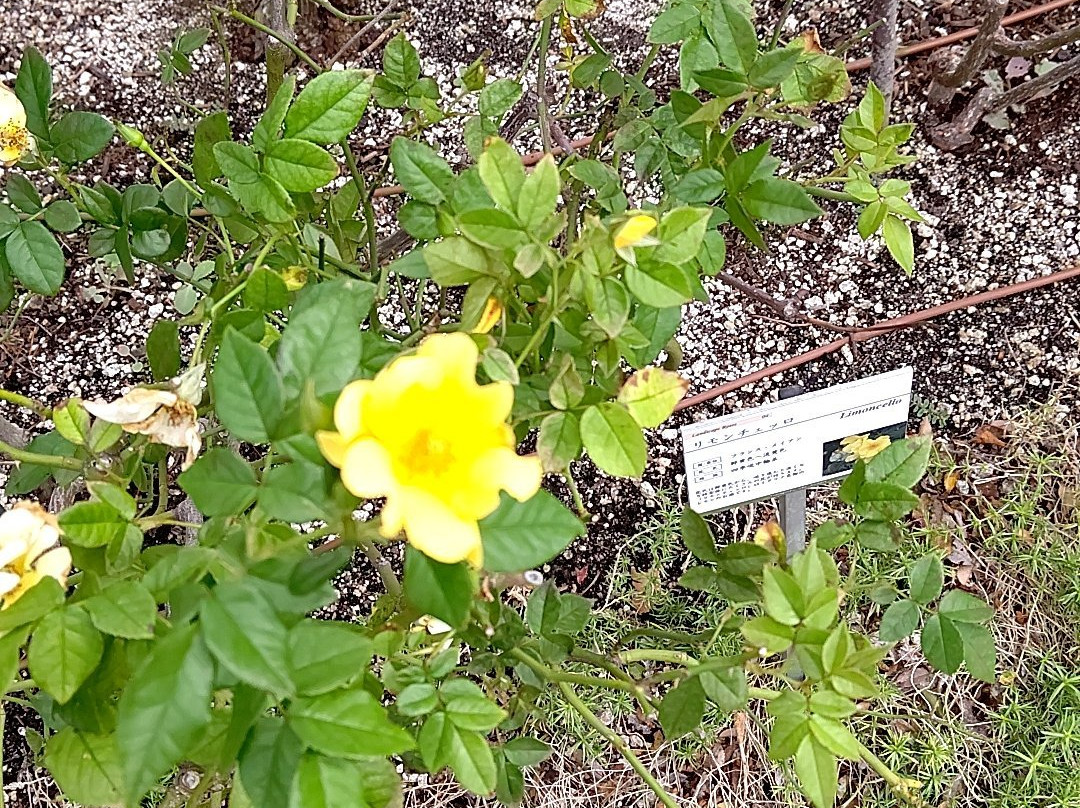 Yamaguchi Ube Airport Rose Garden-宇部市必去景点