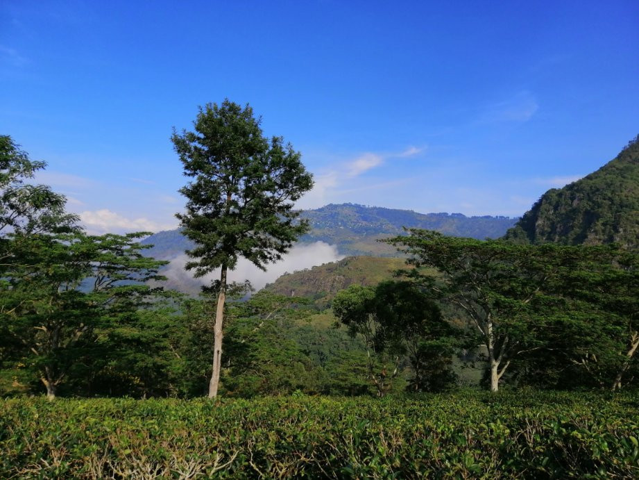 The Planters House主图