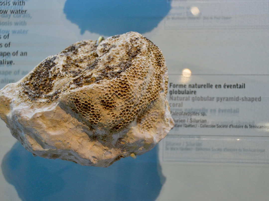 Fossilarium景点图片