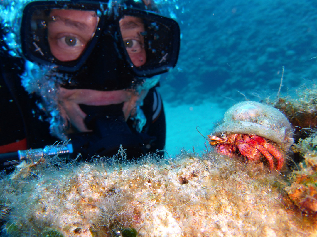 Volcano Bubbles Diving School景点图片