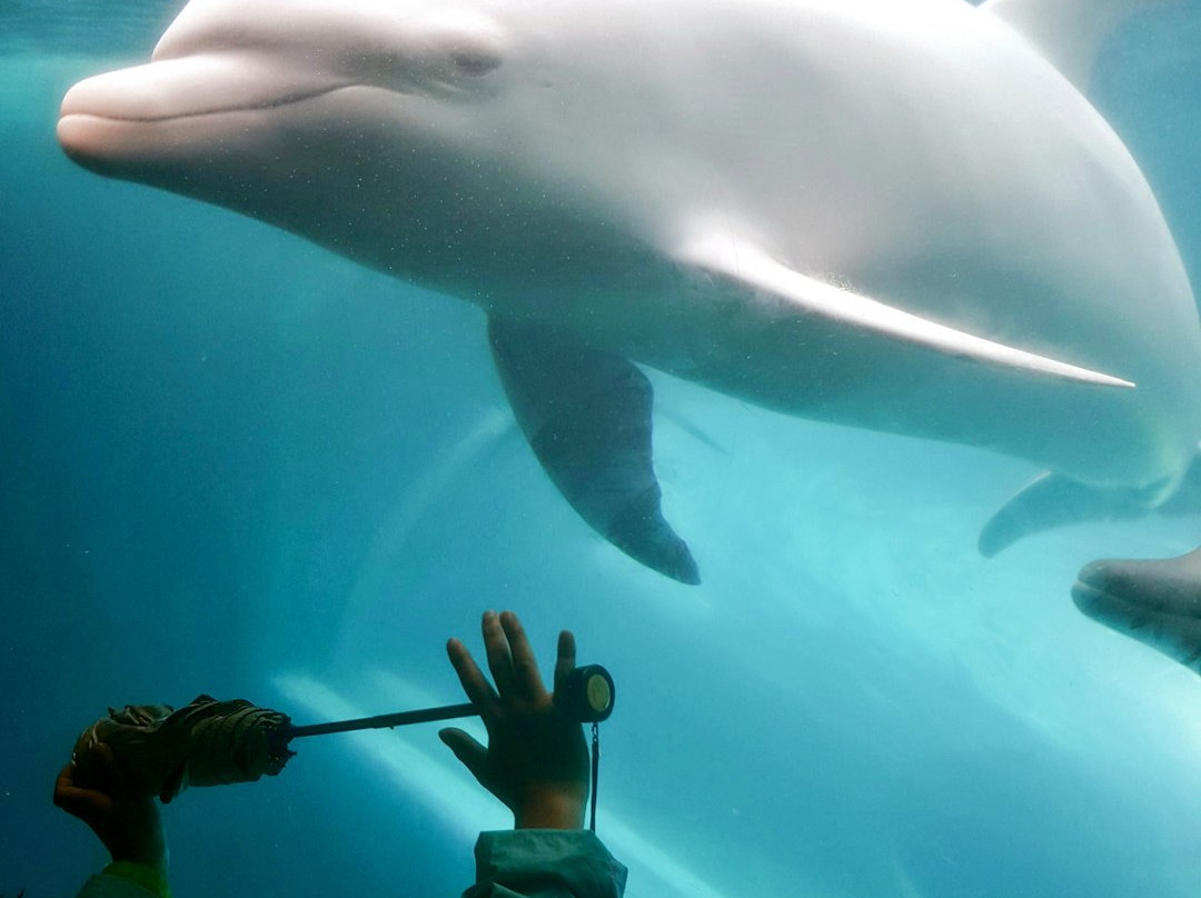 Taiji Whale Museum-太地町必去景点