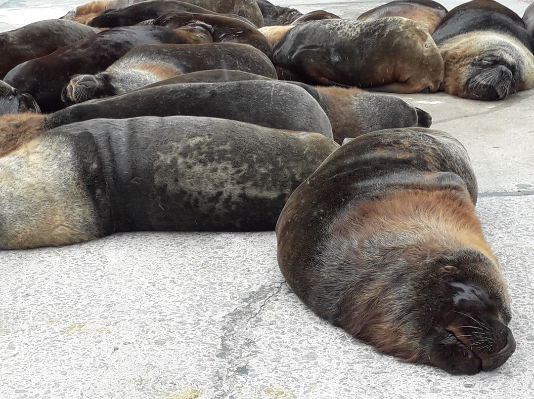 Reserva de Lobos Marinos-马德普拉塔必去景点
