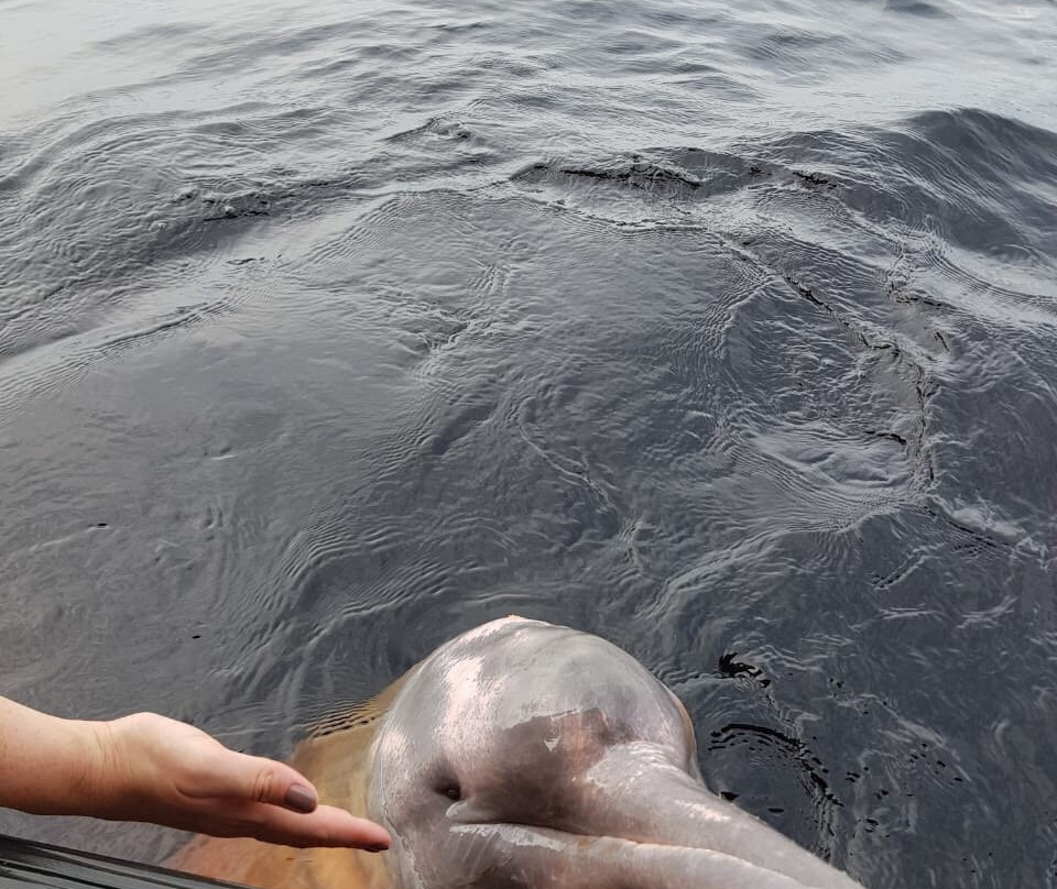 Pink Dolphins Floating Platform-Novo Airao必去景点