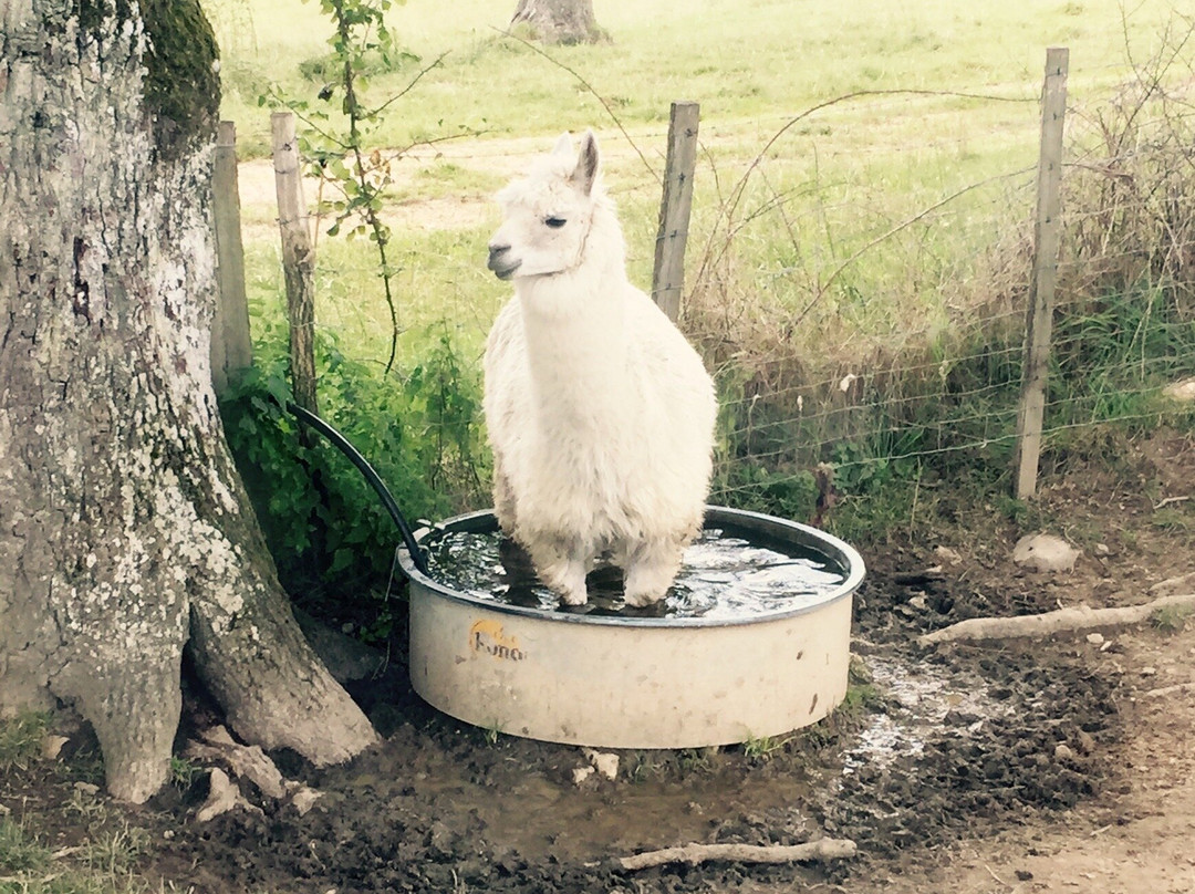 Les Lamas du Tilloux景点图片