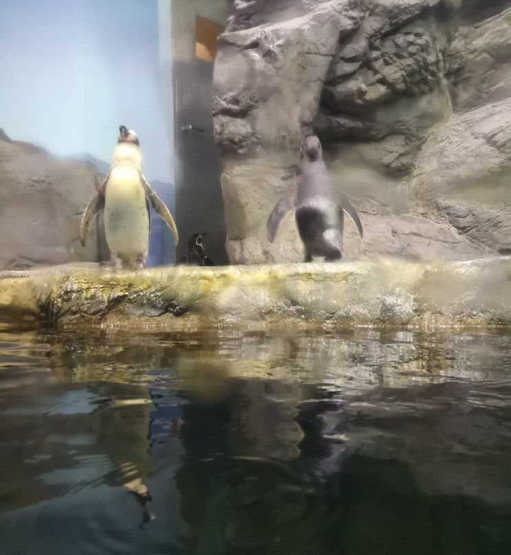 Aomori Asamushi Aquarium-青森市必去景点