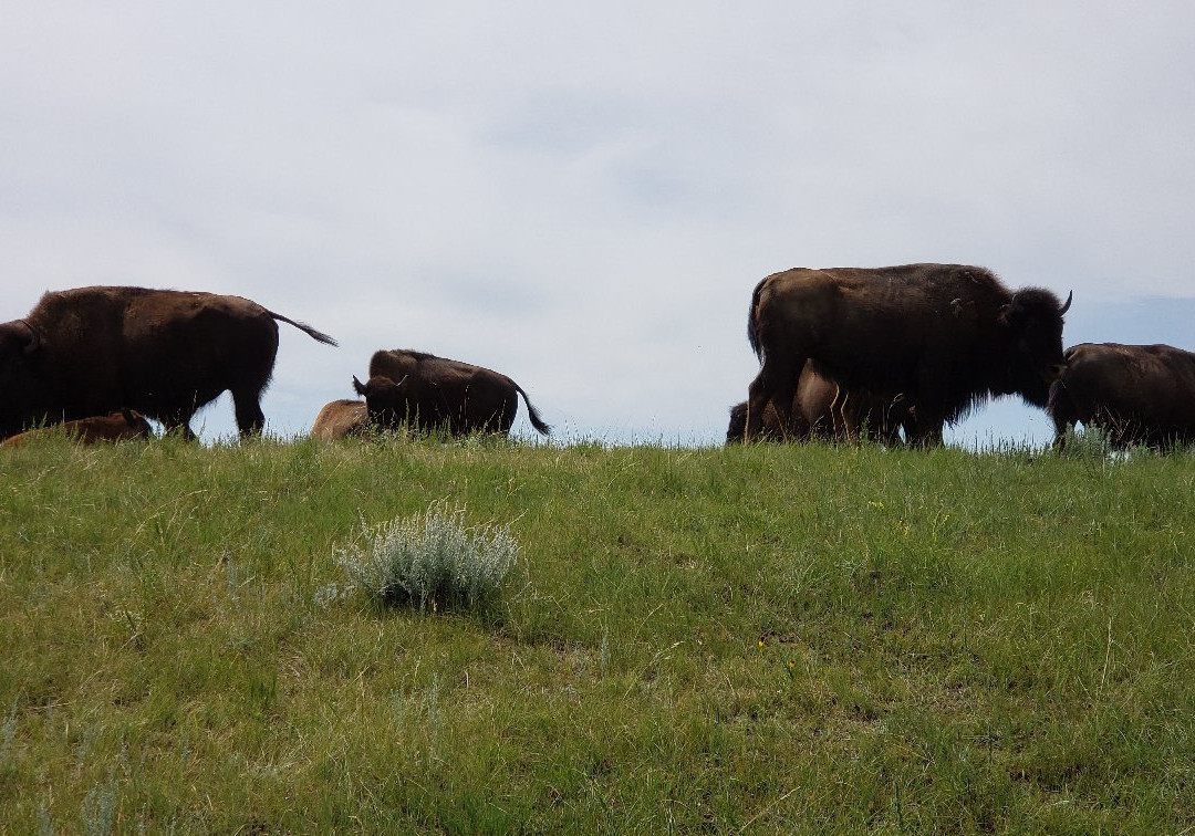 Caprock-Coulee Trail景点图片