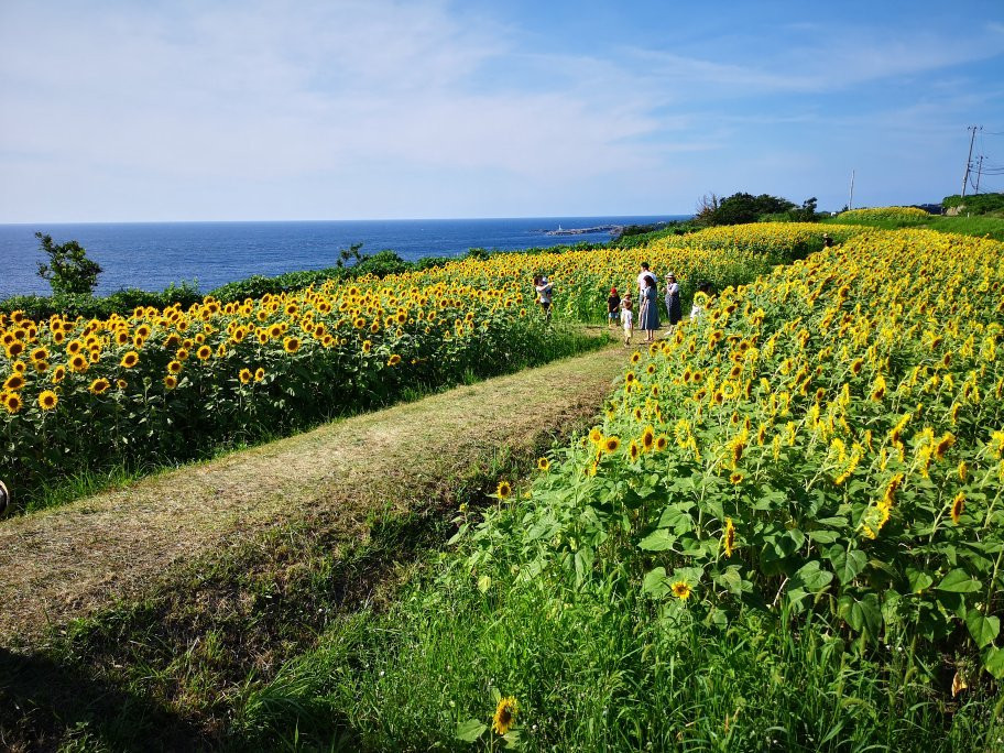 Ogawa Sunflower Field-佐渡市必去景点