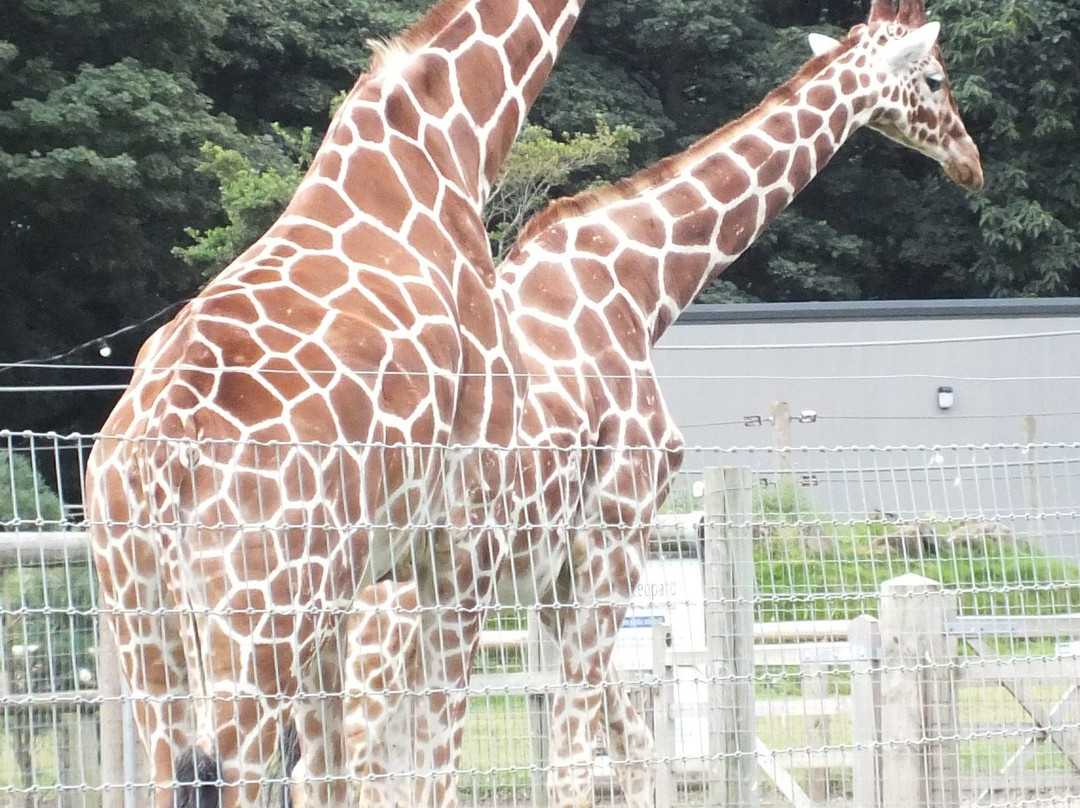 Yorkshire Wildlife Park景点图片