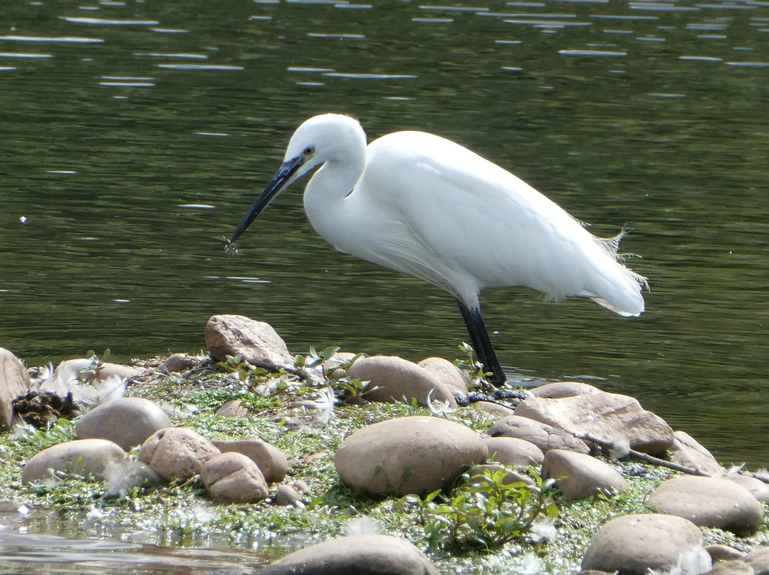 RSPB Sandwell Valley景点图片