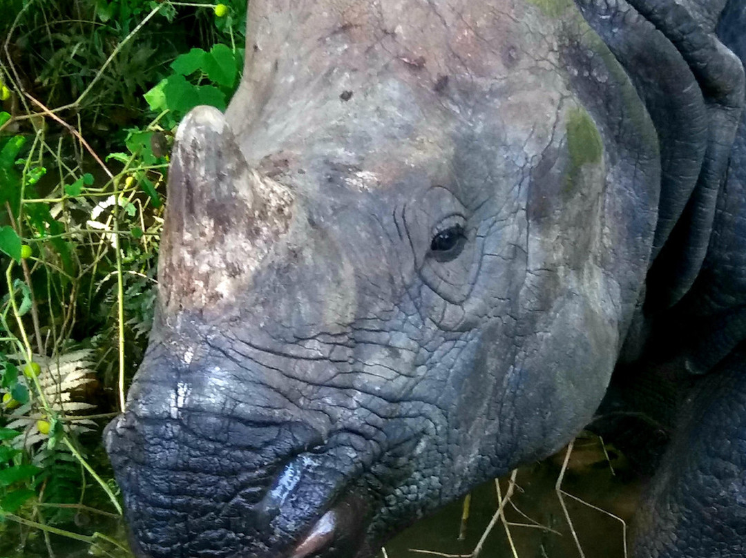 The Chitwan Tiger Guide Service And Mini Library-苏拉哈必去景点