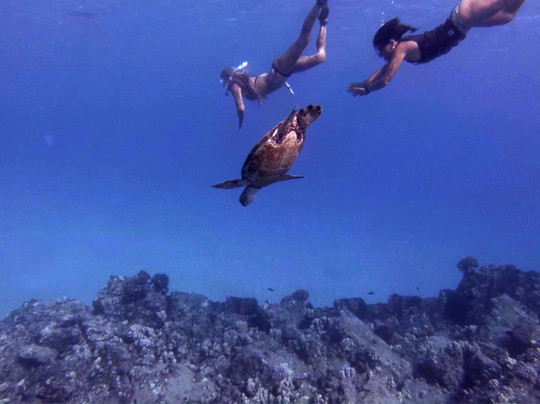 Elf's Custom Island Adventures-瓦胡岛必去景点